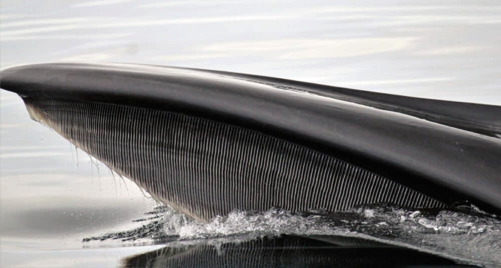 10 حقیقت جالب توجه درباره بزرگ‌ترین حیوان روی سیاره زمین - نهنگ آبی