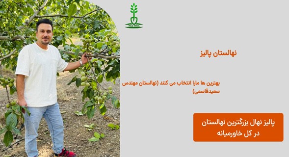 درآمدزایی 10میلیاردی در هکتار با کاشت نهال گردو ژنوتیپ 12 پالیز 4