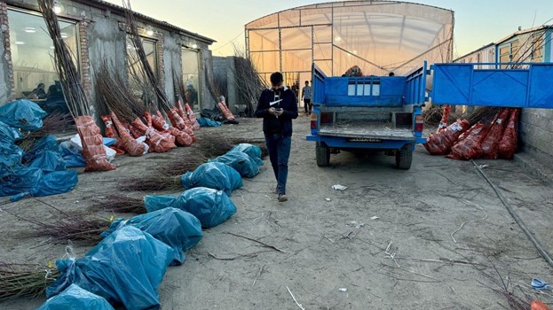 نهال بادام دیم مناسب مناطق سردسیری را بشناسید 3