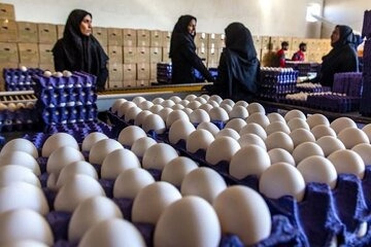 تخم‌مرغ در آستانه گرانی؟/ مرغداران قیمت منطقی هر شانه را اعلام کردند