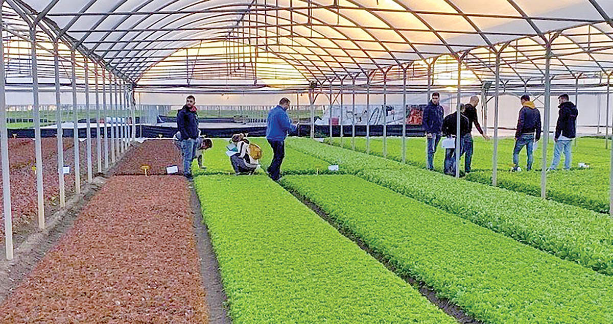 Greenhouse-income copy
