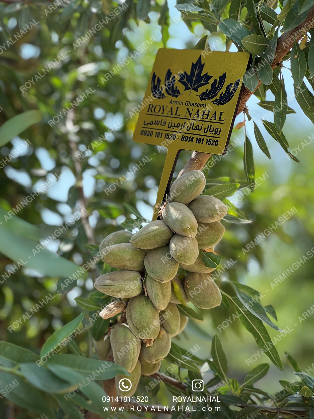 فروش میوه درخت بادام