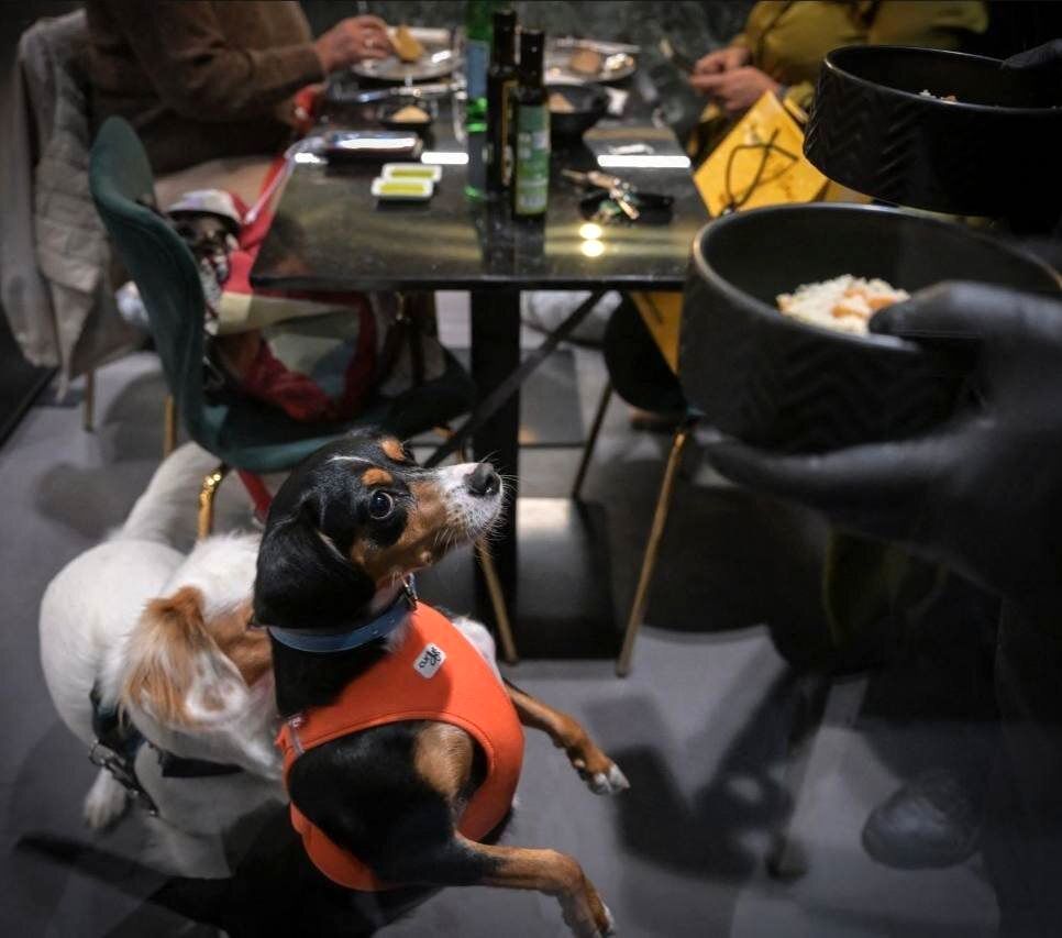 افتتاح اولین رستوران سگ‌ها در ایتالیا/ عکس