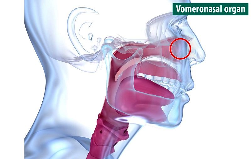 10 عضو بدن که از وجودشان بی‌خبر بودید را بشناسید + عکس 7