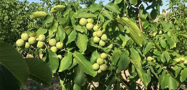 چگونه با احداث باغ گردو به درآمد میلیاردی دست یابیم؟ 2