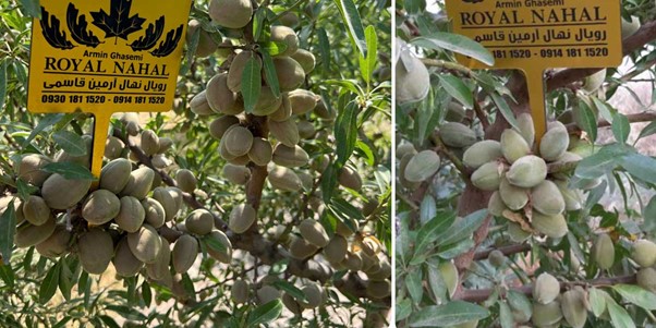 سرمایه گذاری سبز در دوران بحران آب با کاشت بادام مقاوم به کم آبی 3