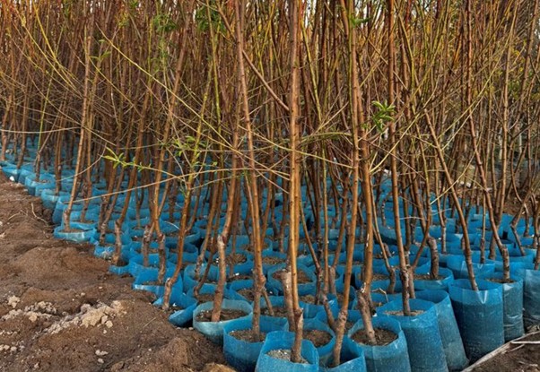 بزرگترین تولید کننده نهال شناسه دار در ایران 2