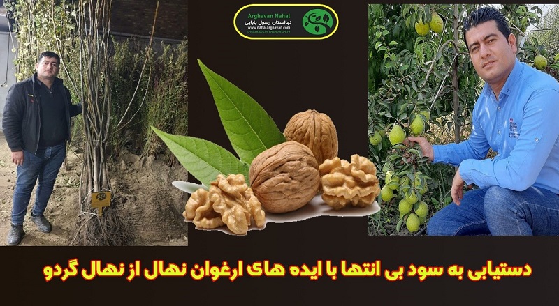 با نهال گردو ژنوتیپ ارغوان تیپ 9 به سود میلیاردی برسید 3