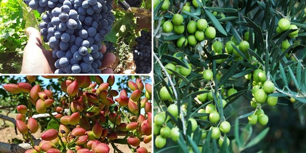 تولید یک میلیون نهال مقاوم به کم آبی در آذربایجان غربی در نهالستان آرمین قاسمی 3