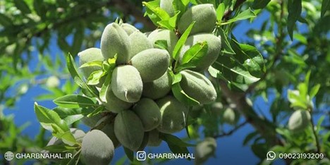 مزایای خرید نهال اصلاح شده