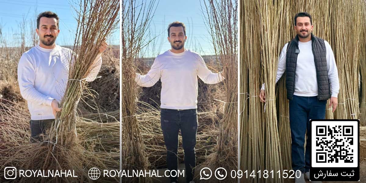 نهال گردو، بادام و صنوبر را با بهترین کیفیت و کمترین قیمت بخرید