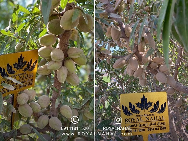 رویال نهال، مرجع خریدی مطمئن، پشتیبانی متخصص برای احداث بادامستانی موفق