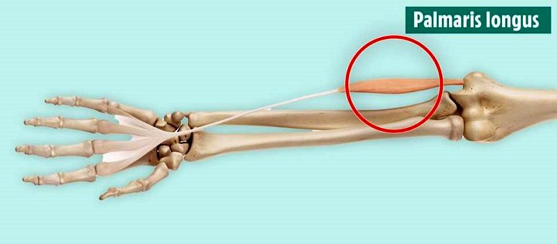 10 عضو بدن که از وجودشان بی‌خبر بودید را بشناسید + عکس 2