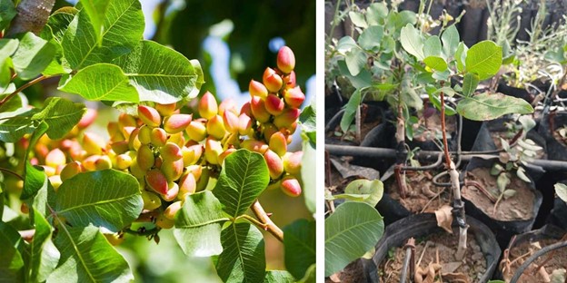 بزرگترین تولید کننده نهال پسته پیوندی شناسنامه دار در ایران 2