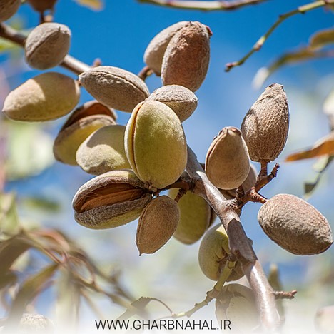 درآمد 12 میلیاردی از از یک هکتار با کاشت نهال گردو و بادام اصلاح شده 3