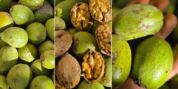 نهال گردویی که رکورد باردهی را شکست | خرید بهترین نهال گردو پرمحصول در ایران 2