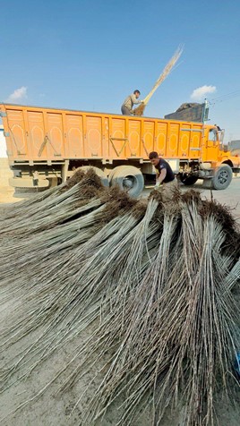 پالیز نهال رکورد زد: دو میلیون نهال پیوندی آماده تحویل 2