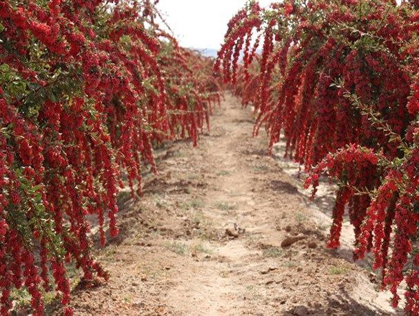 زمستان در قلب «سرزمین طلای سرخ» 5