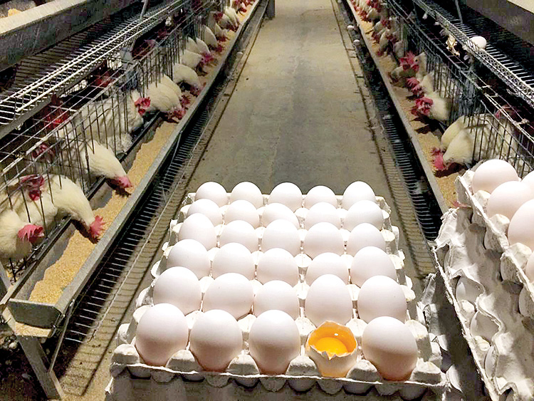 پایداری تولید مرغ و تخم‌مرغ