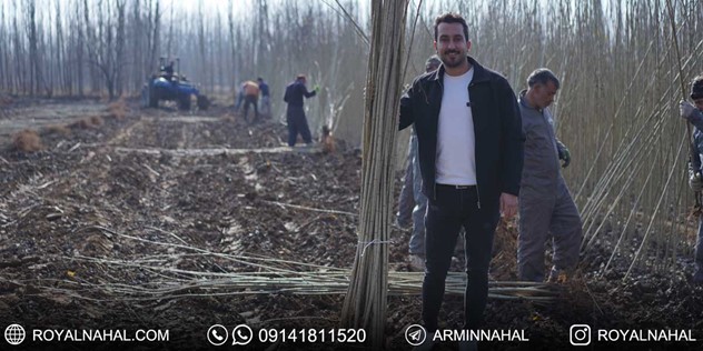 سرمایه گذاری روی صنوبر نیگرا ترک برابر با درآمدزایی 40 میلیاردی از یک هکتار 2