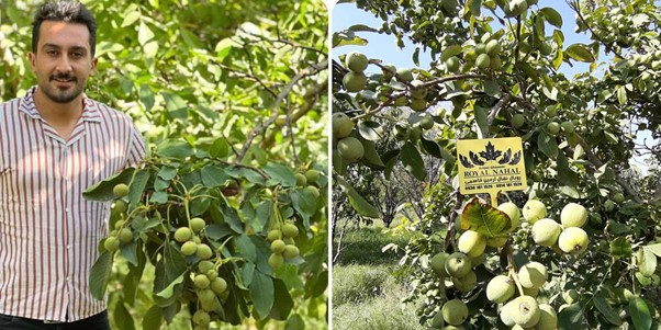 نهال گردویی که رکورد باردهی را شکست | خرید بهترین نهال گردو پرمحصول در ایران 4