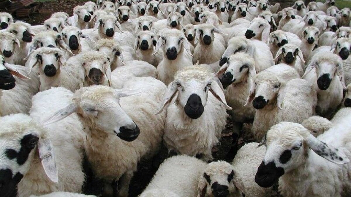 دستورالعمل‌ذبح دام در ایام تاسوعا و عاشورای حسینی