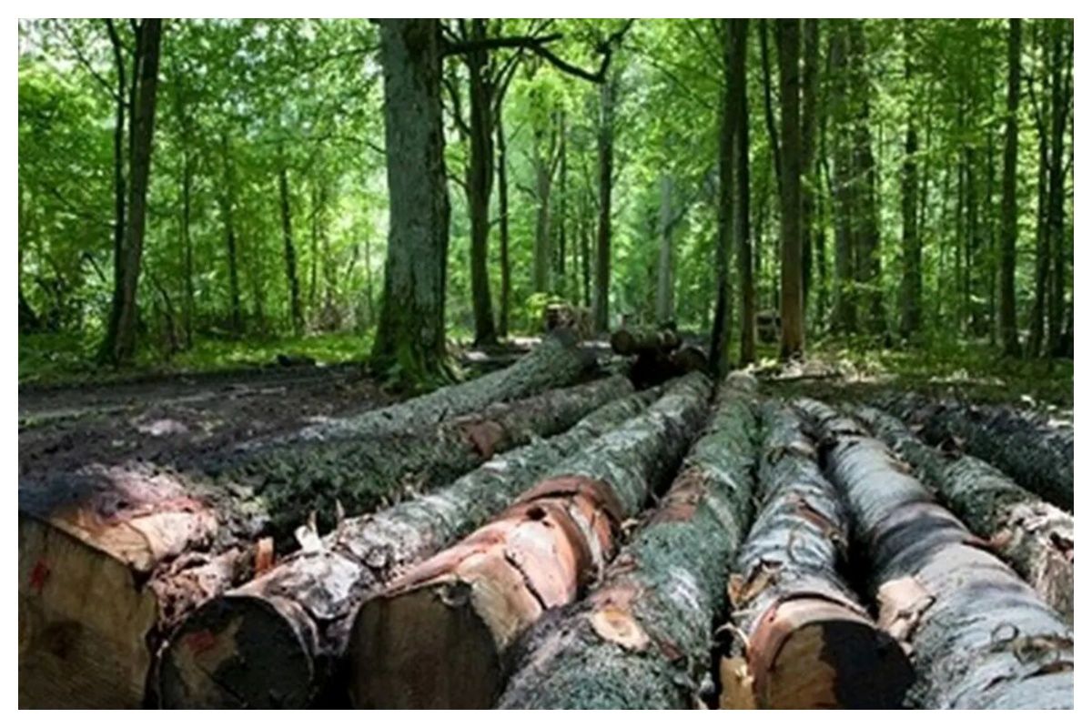 علت قطع درختان در چمستان چیست؟+ فیلم