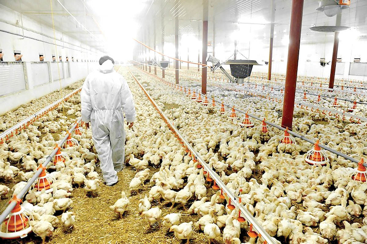 وضعیت صنعت تولید مرغ در ایران