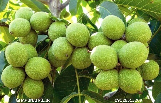 آخرین فرصت خرید تا 15 اسفند, 3 نهال گردو که 250 کیلو باردهی دارد