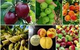 تخفیف ۴۵درصدی در نهالستان پالیز؛ خرید نهال های میوه، گردو و بادام فقط به مدت۳روز 