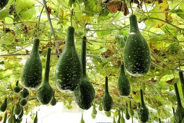 یک نوشیدنی ساده برای کاهش کلسترول و خطر ابتلا به بیماری‌های قلبی