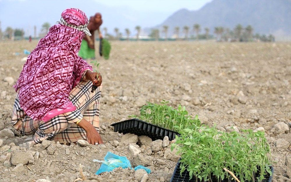 هرمزگان، قطب تولید محصولات خارج از فصل