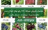 جشنواره فروش عیدانه 1170 رقم نهال اصلاح شده زودبارده با باردهی تضمینی + ارسال یکروزه 