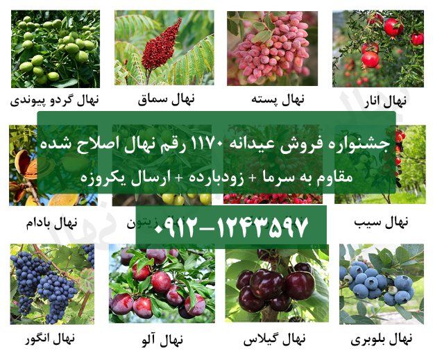 جشنواره فروش عیدانه 1170 رقم نهال اصلاح شده زودبارده با باردهی تضمینی + ارسال یکروزه