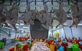 بندرعباس در مسیر خودکفایی گوشت سفید