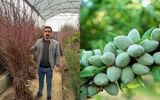 فروش انواع نهال بادام برای هر اقلیمی، از مناطق گرمسیر تا سردسیر