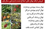 فروش ویژه پسته پیوندی + گردو پیوندی دیرگل + بادام دیرگل و‌ دیم در ایران نهال کرج و ارسال یک روزه به سراسر ایران