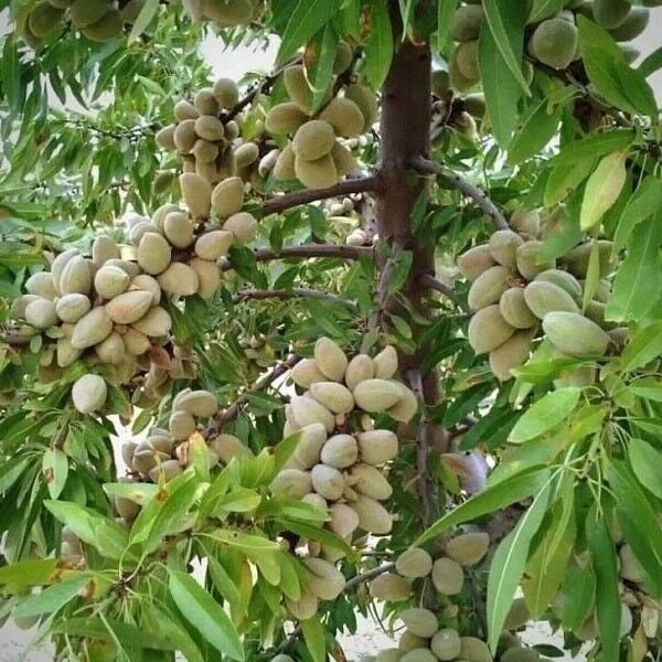 فرصت طلایی احداث باغ بادام در فصل پاییز را از دست ندهید