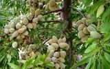 فرصت طلایی احداث باغ بادام در فصل پاییز را از دست ندهید