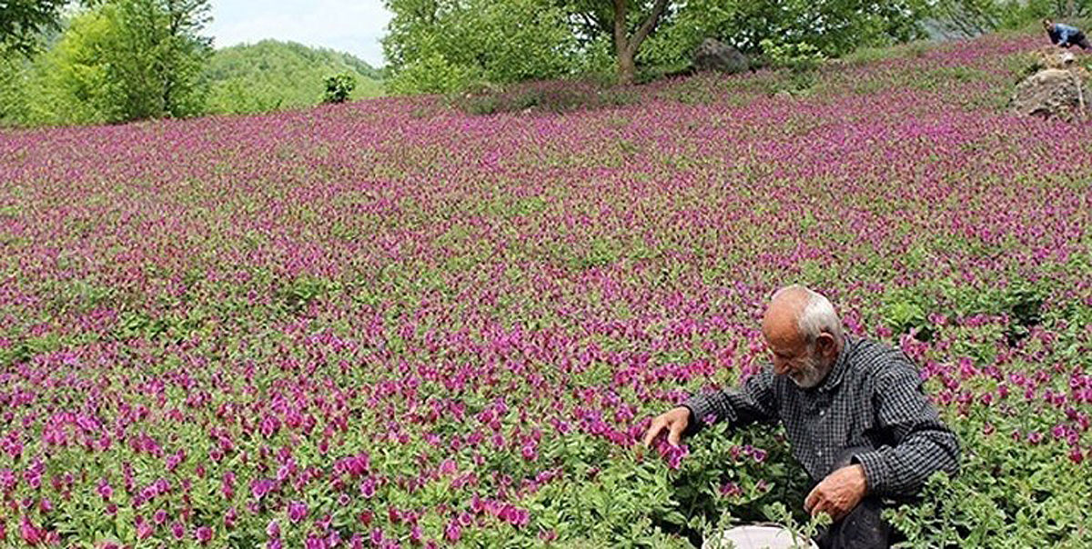 تولید ۳۳‌هزار تن انواع گیاهان دارویی در خوزستان
