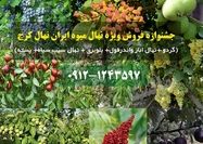 جشنواره فروش ویژه 1170 رقم نهال میوه از نهالستان ایران نهال کرج آغاز شد!