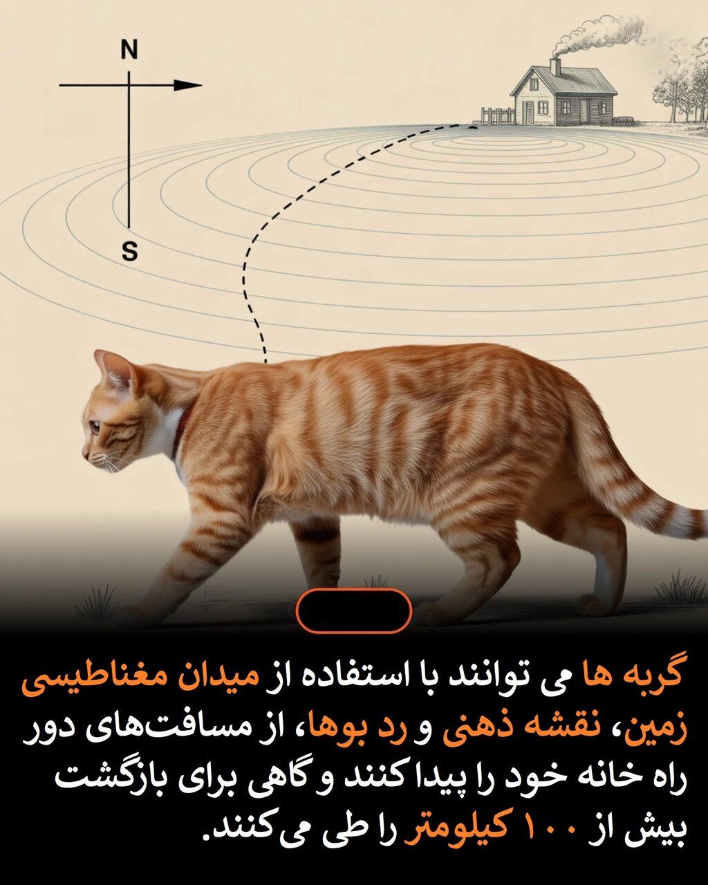 راز معجزهآسای بازگشت گربهها به خانه! 3