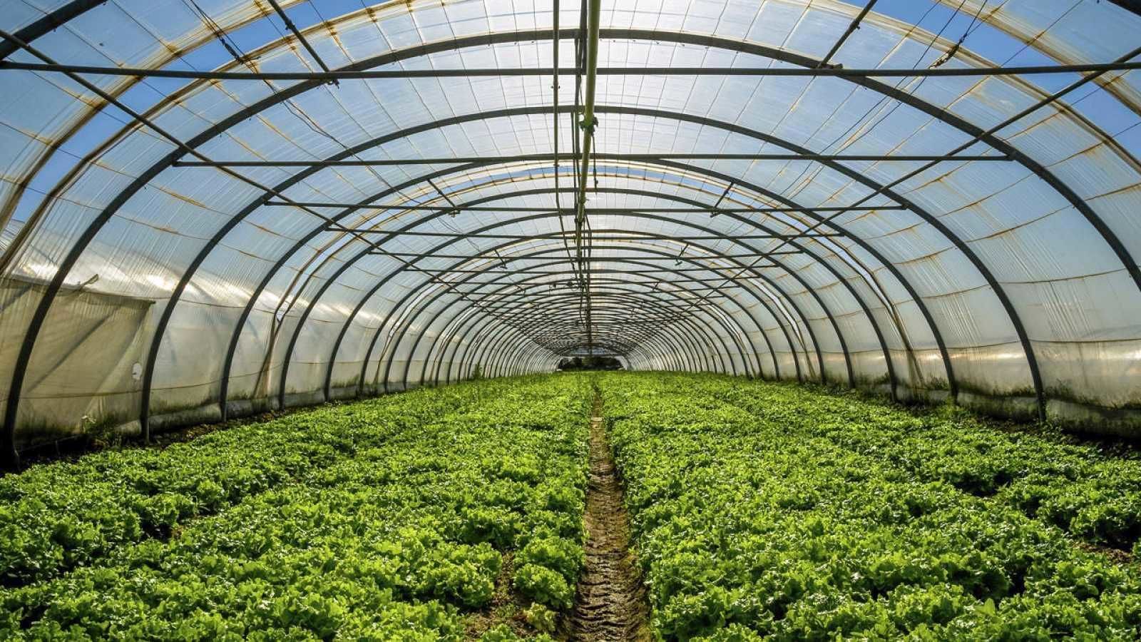 894 هکتار زمین برای احداث شهرک گلخانه‌ای در الیگودرز شناسایی شد