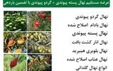 عرضه مستقیم نهال پسته پیوندی + گردو پیوندی با تضمین باردهی و کیفیت با ارسال یکروزه