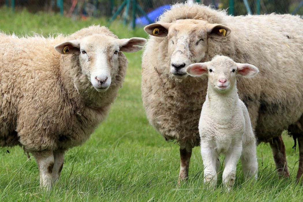 بهترین مرکز خرید گوسفند زنده در تهران و کرج