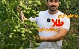 راز رشد درامد از زبان بزرگترین تولیدکننده نهال گردو