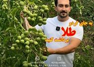 راز رشد درامد از زبان بزرگترین تولیدکننده نهال گردو