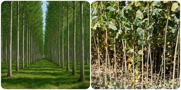 فروش ویژه نهال صنوبر نیگرا ترک اصله ای 8 هزار تومان فقط تا پایان آبان ماه