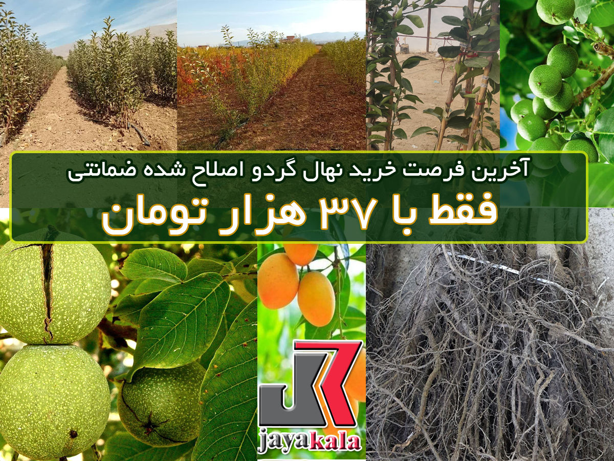 آخرین فرصت خرید نهال گردو اصلاح شده ضمانتی فقط با 37 هزار