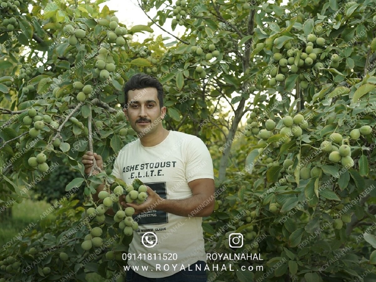 تنها سه روز برای خرید نهال گردو ژنوتیپ رویال به قیمت 80 هزار  تومان فرصت دارید